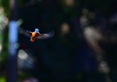 ホバる　３/２５❸