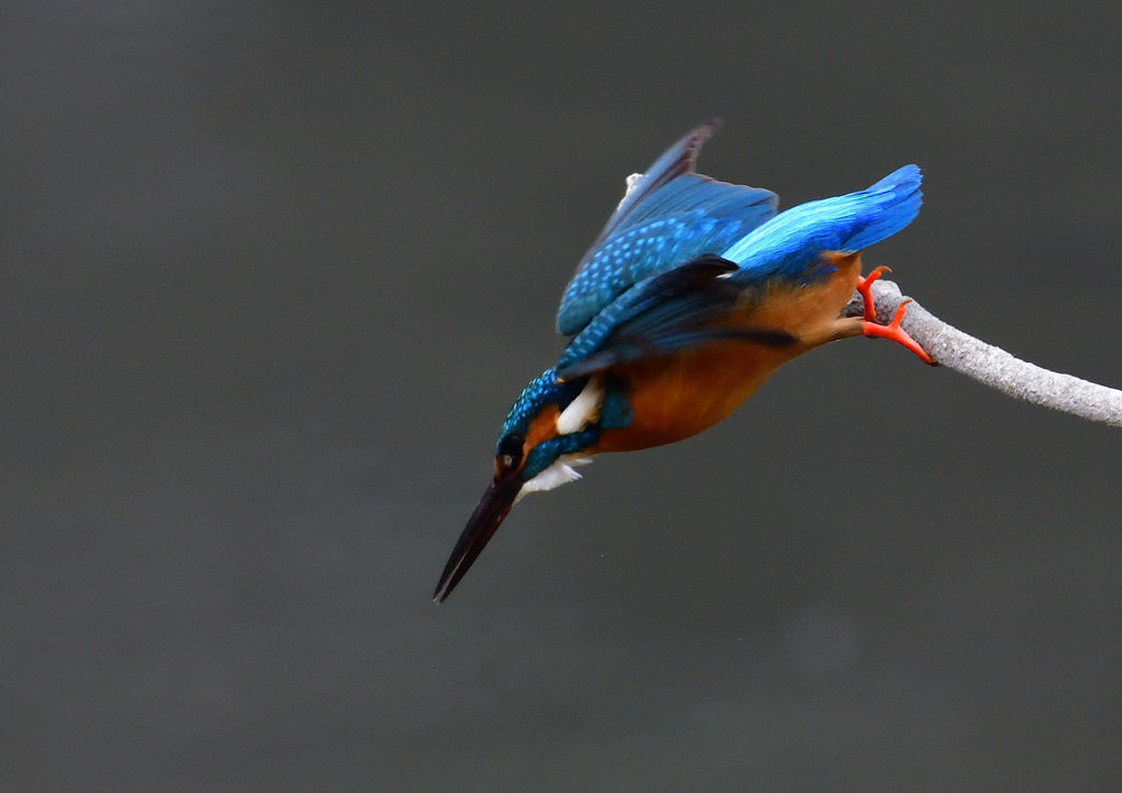 いつもの公園　２/１３❻