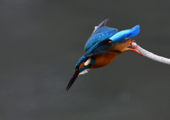 いつもの公園　２/１３❻