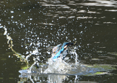 飛沫　８/２６❺