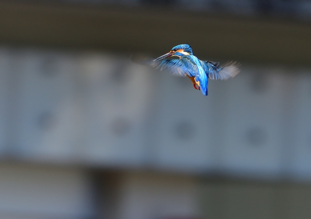 ホバる　３/２５❺