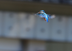 ホバる　３/２５❺