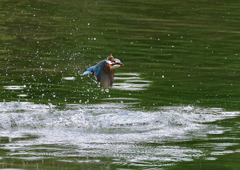 ダイブ　５/２３❻