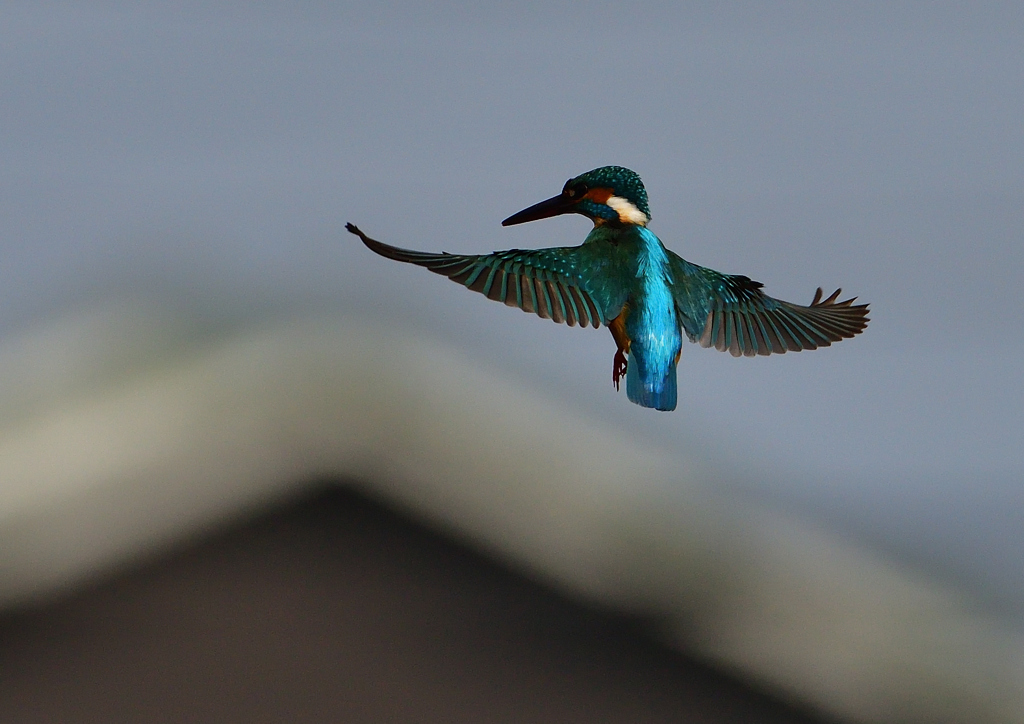 ホバ　４/２１❺