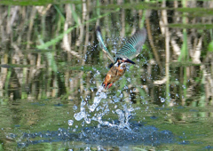 水飛沫　８/１０❺