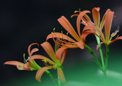 オオキツネノカミソリ　８/１５❸