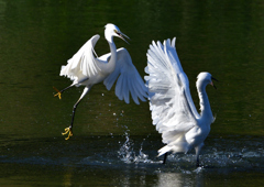 コサギ・死のバトル　１１/１０❶