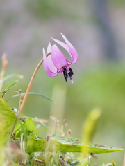 春の妖精　３/２０❷
