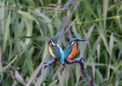 オスとメス　１２/３❷