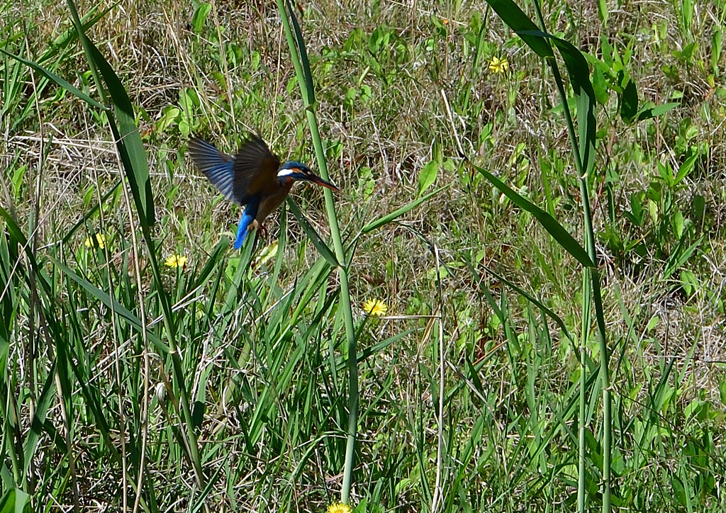 ホバ　５/１７❹