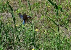 ホバ　５/１７❹