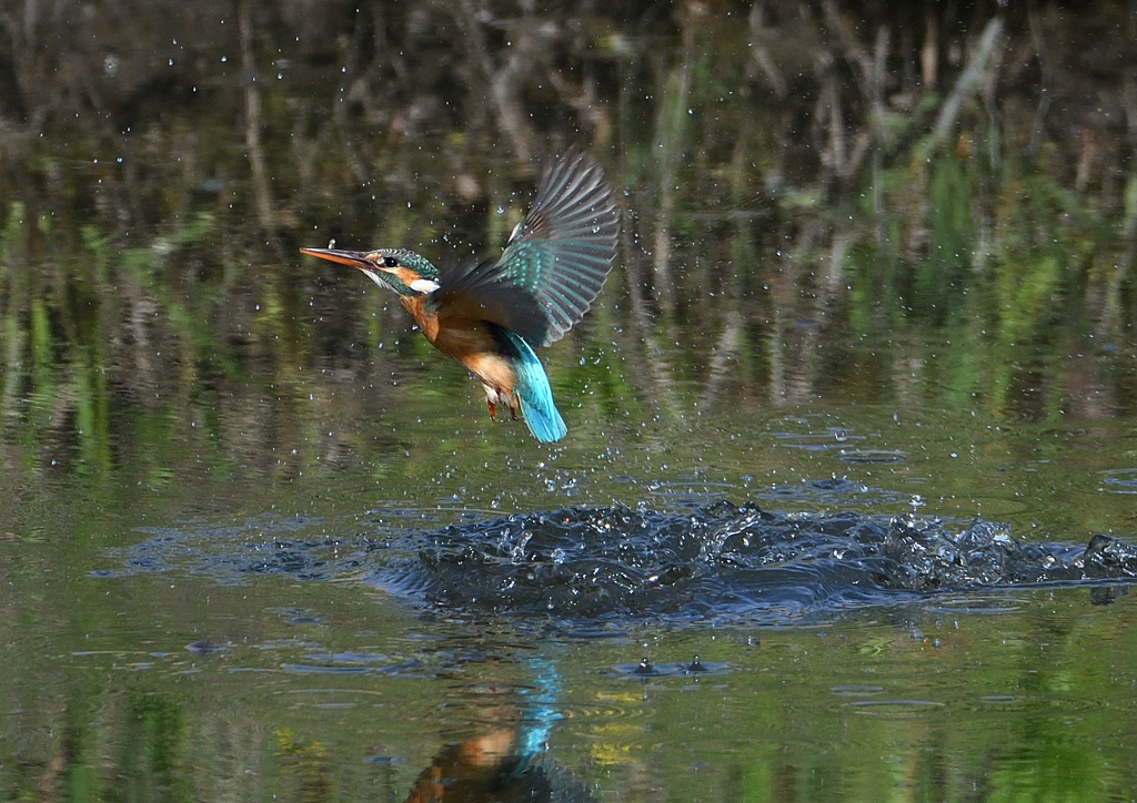 ダイブ　５/６❷