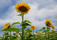 ヒマワリ畑　７/２２②