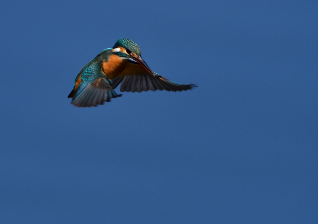 ホバリング　３/７❺