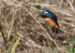いつもの公園で　１２/６❺