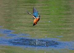 ダイブ　２/２７❻