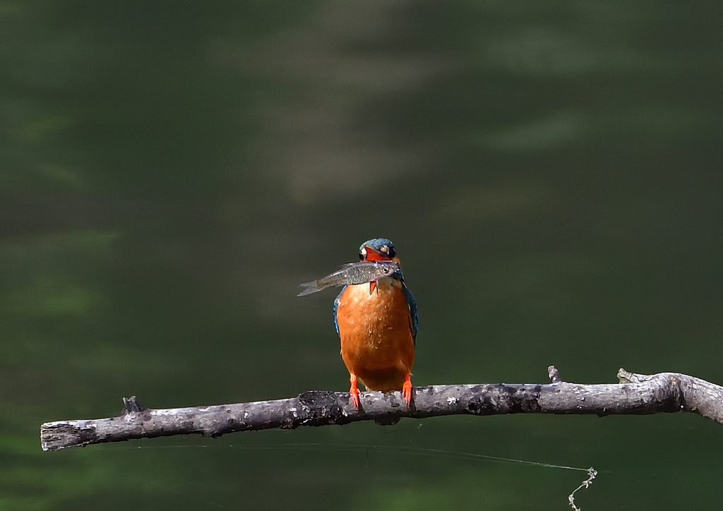 いつもの公園　６/１❻