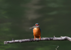 いつもの公園　６/１❻