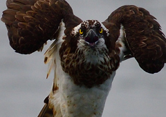 ミサゴ　１０/２０❽