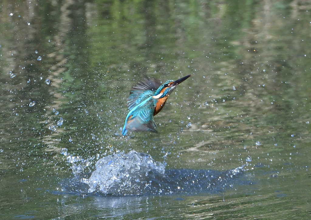 ダイブ　５/７❸