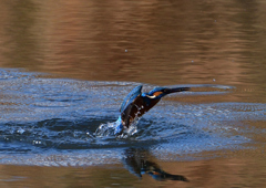 いつもの公園で　12／12❶