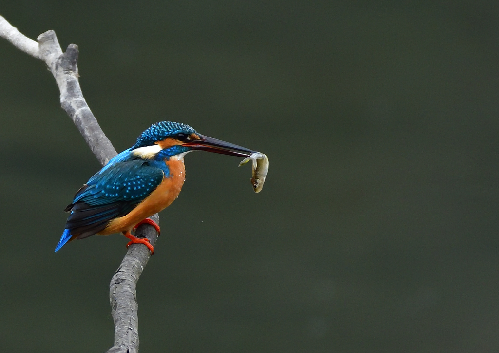 いつもの公園　２/１３❽