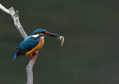 いつもの公園　２/１３❽