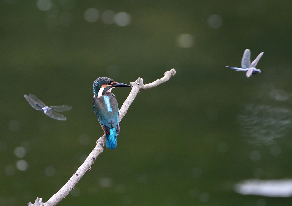 止まり木　７/３１②