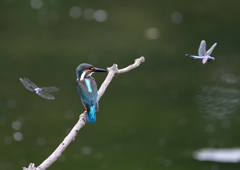 止まり木　７/３１②