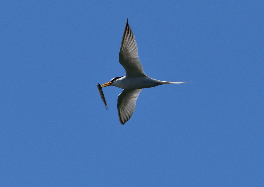 コアジサシ　５/２９❶