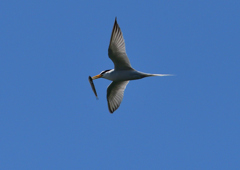 コアジサシ　５/２９❶