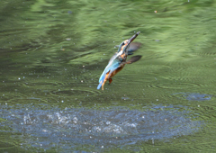 _190906_074017 DSC_9102