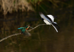 セグロセキレイが・・・・・❸
