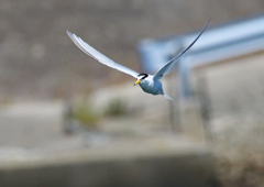 コアジサシ　５/２９❺