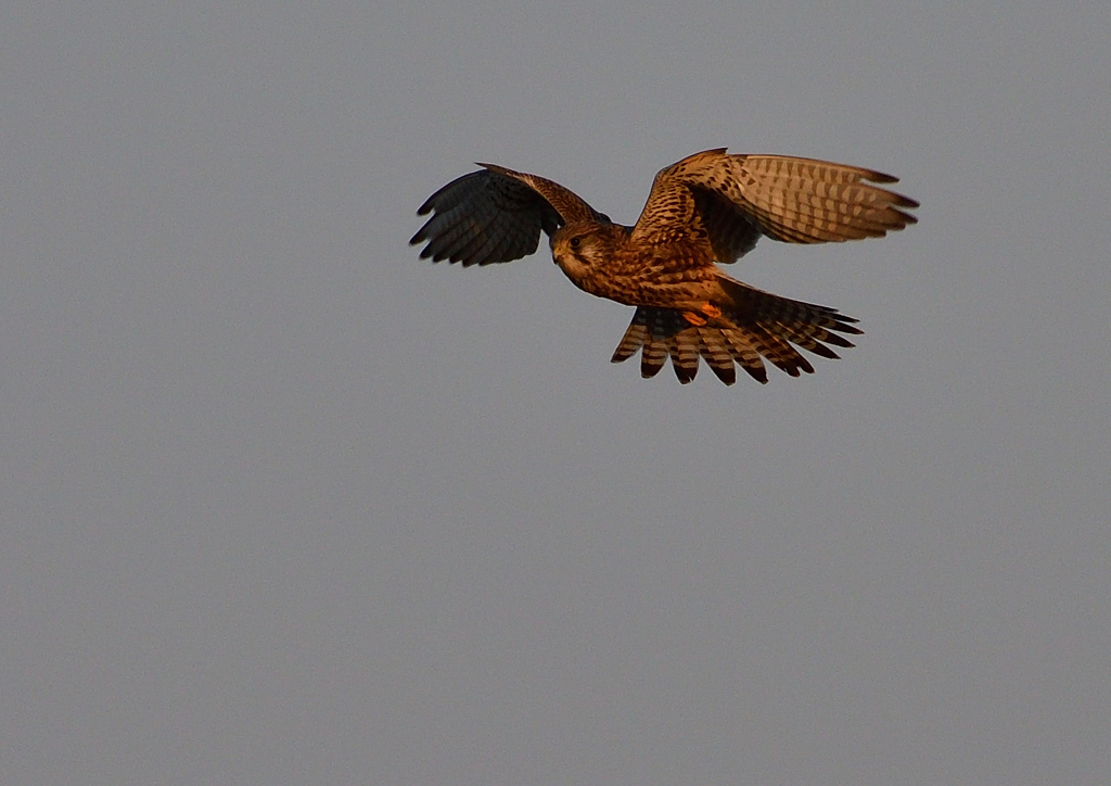 ホバリング（チョウゲンボ）１/１３❸