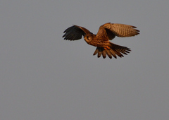 ホバリング（チョウゲンボ）１/１３❸