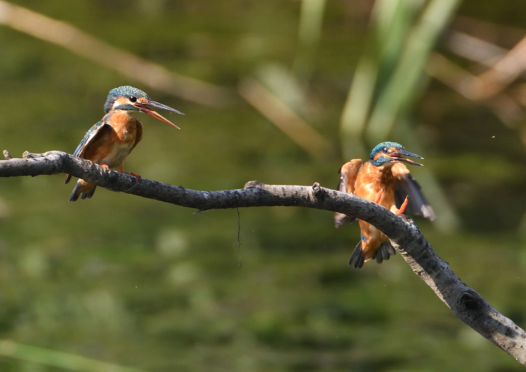 2羽のカワセミ　９/１０❾