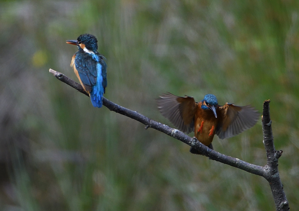 オスとメス　５/２０❷