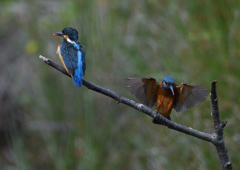 オスとメス　５/２０❷