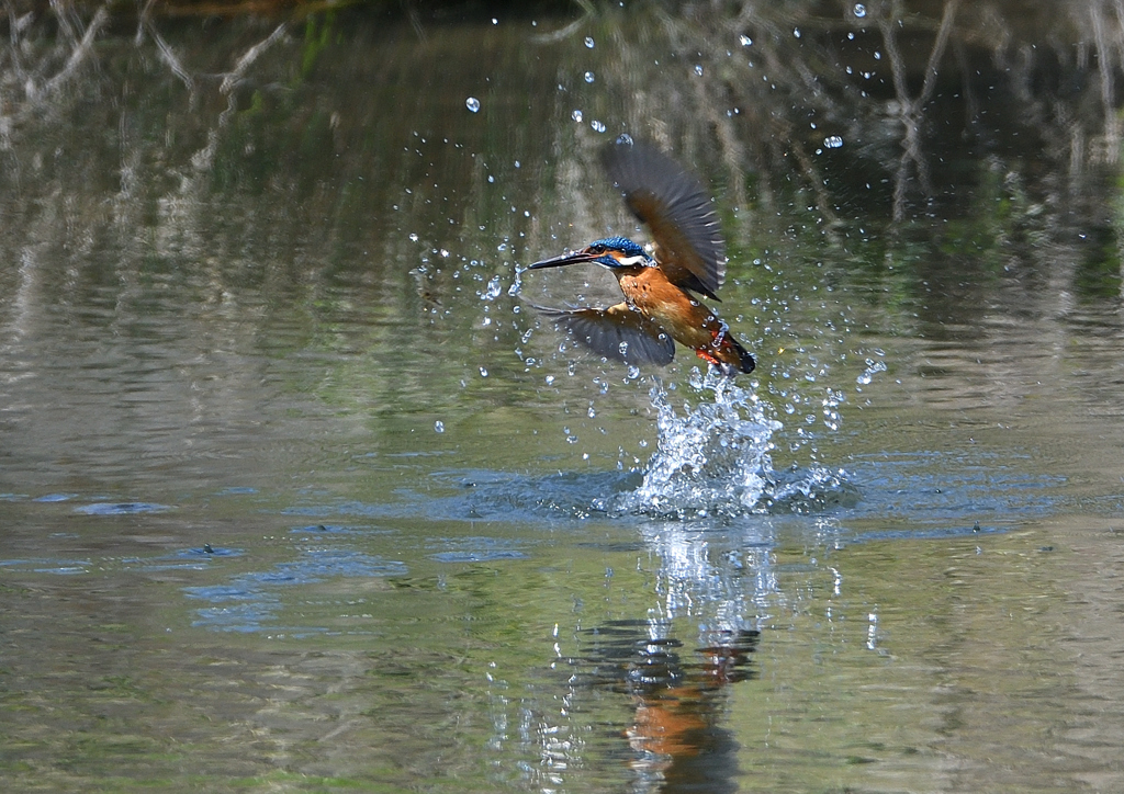 ダイブ　４/１３❷