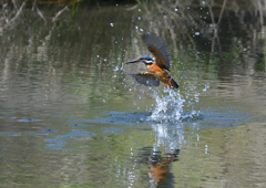 ダイブ　４/１３❷