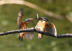 2羽のカワセミ　９/１０❻
