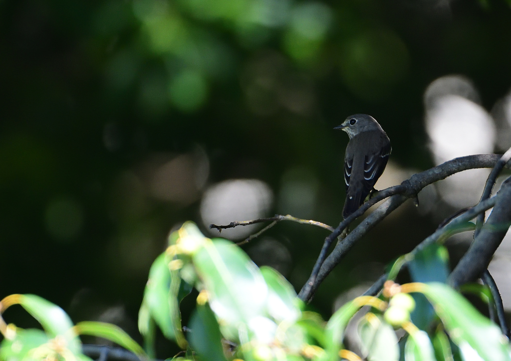 エゾビタキ　①