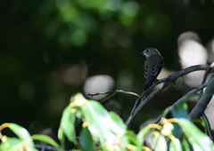 エゾビタキ　①