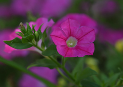 キンギョソウ　６/１７