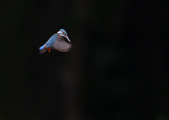 ホバ　５/２０❻