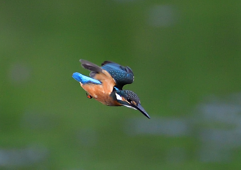 急降下中　７/２９
