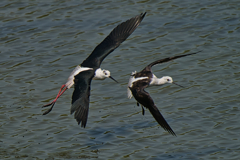 セイタカシギ　６/９