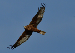 チュウヒ　１１/２４❶