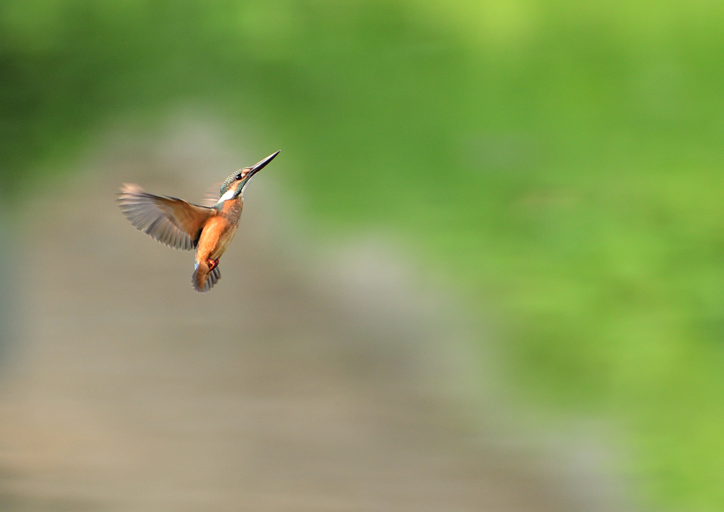 止まり木へ　８/１９